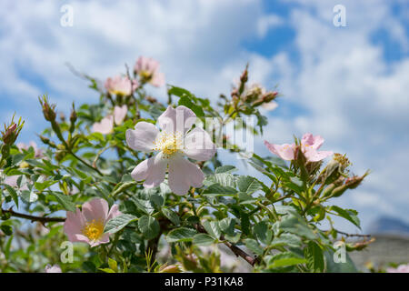 Rosa Blumen auf einem Green Bush bei sonnigem Wetter. Stockfoto