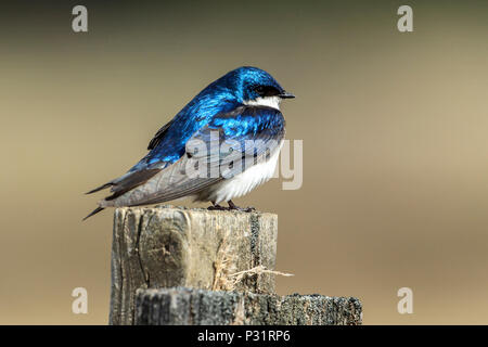 Ein Baum schlucken (Tachycineta bicolour) Sitzstangen auf einen Pfosten an Cougar Bay in Coeur d'Alene, Idaho zu bewahren. Stockfoto