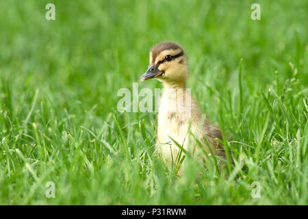 Mallard Entlein, Anas platyrhynchos, Wandern im Gras an Manito Park in Spokane, Washington. Stockfoto