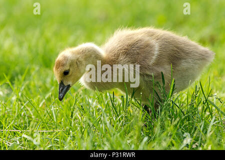 Eine kanadische Gans Gosling, Branta canadensis, Spaziergänge im Gras an Manito Park in Spokane, Washington. Stockfoto