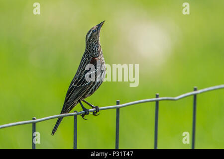 Eine weibliche Red Winged Blackbird (agelaius phoeniceus) ist auf einem Zaun von Hauser Lake, Idaho thront. Stockfoto