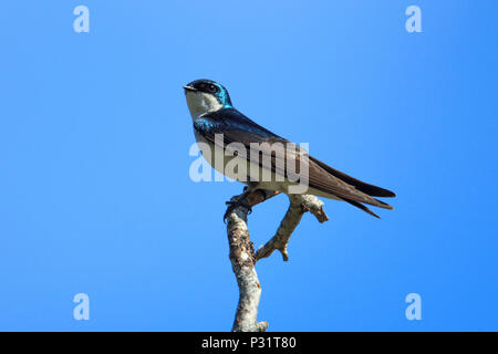 Ein Baum schlucken (Tachycineta bicolour) Sitzstangen auf einem Zweig in Heyburn State Park in der Nähe von Plummer, Idaho. Stockfoto