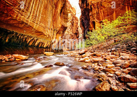 Des Virgin River, erstellt die tiefe Schlucht und in diesem Abschnitt die Narrows in Zion National Park, Utah genannt. Stockfoto