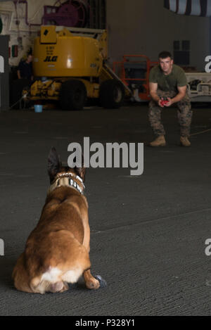 160823-N-NB 544-006 philippinischen Meer (Aug. 23, 2016) Cpl. Michael Steeves, aus Salem, Mass., grundlegende Gehorsam Ausbildung zu seinem militärischen Gebrauchshund, Kuko, an Bord amphibisches Schiff USS BONHOMME RICHARD (LHD6). Bonhomme Richard, dem Flaggschiff der Bonhomme Richard Expeditionary Strike Group, ist in den USA der 7. Flotte Bereich für Maßnahmen zur Erhöhung der Sicherheit und Stabilität in der Indo-Asia-Pazifik-Region. (U.S. Marine Foto von Mass Communication Specialist 2. Klasse Kyle Carlstrom/Freigegeben) Stockfoto