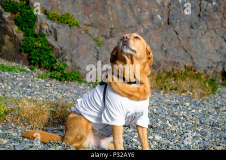 Ein Hund mit einem T-Shirt sitzt auf Playa Larga, einem beliebten Ort in der Nähe von Ushuaia, wo Leute Sonntags versammeln. Stockfoto