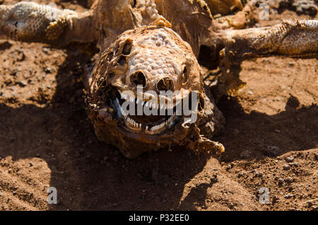 In der Nähe von Land iguana Skelett. Lächelndes Gesicht der Toten echse Skelett bleibt. Stockfoto