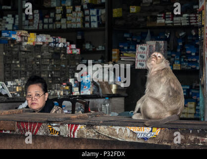 Lopburi, Thailand. 6 Nov, 2017. Eine von vielen street Affen in Lopburi ist der Besuch einer Werkstatt für Carports. Die Dame an der Rezeption scheint nicht beeindruckt zu werden. Credit: Daniel Dohlus/ZUMA Draht/Alamy leben Nachrichten Stockfoto