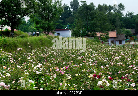 (180617) -- LUONAN, 17. Juni 2018 (Xinhua) - Touristen besuchen eine Rose Stadt in Luonan County im Nordwesten der chinesischen Provinz Shaanxi, 16. Juni 2018. Die rose Stadt in Luonan hat mehr als 200.000 Touristen seit seiner Eröffnung im Mai 2017 erhalten. (Xinhua / Tao Ming) (mcg) Stockfoto