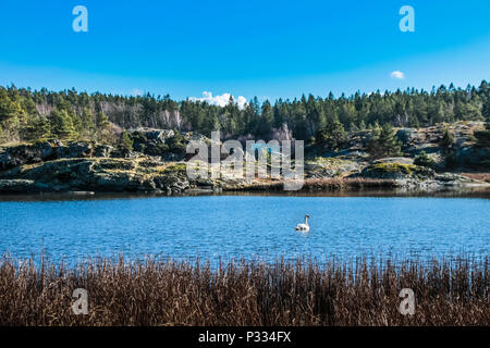 Ein Schwan Schwimmen in einem schwedischen See umgeben von Pinien. Der blaue Himmel spiegelt sich auf dem See Stockfoto