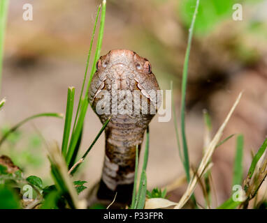 Östlichen Copperhead (Agkistrodon contortrix) close-up Stockfoto