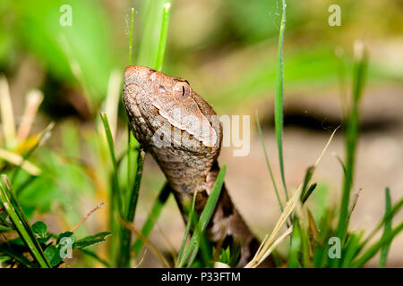 Östlichen Copperhead (Agkistrodon contortrix) close-up Stockfoto