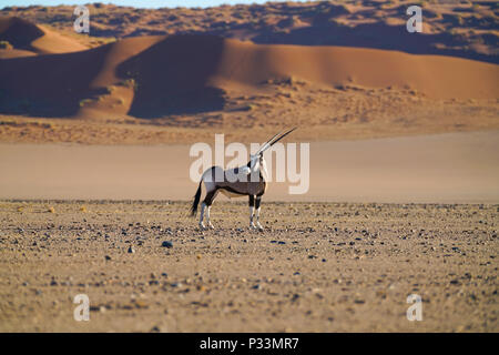 Oryx stoppt und dreht den Kopf hinter auf Wüste Ebene vor goldenen Sanddünen zu suchen Namibia Stockfoto