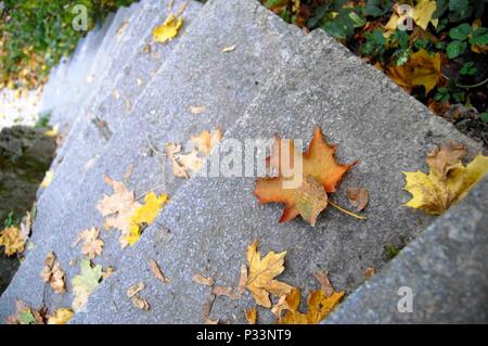 Steintreppe viel welkes Blatt im Herbst Ahorn Stockfoto