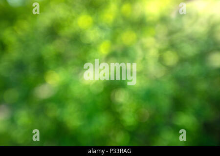 Grüne backgraund blured Bokeh. Defokussierten Gras Stockfoto