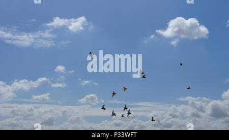 Herde von Tauben in der Höhe fliegen Vor blauer Himmel mit weißen Wolken Stockfoto