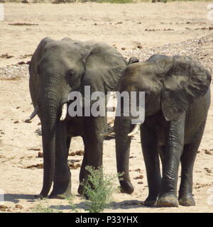 Zwei Elefanten Spaziergang durch den Rungwa Game Reserve in Tansania, 24. Juli 2016. Tansania Park und Game Reserve Rangers haben vor kurzem die Ausbildung von der North Carolina Army National Guard und der 403Rd zivilen Angelegenheiten Bataillon, einer Komponente der Combined Joint Task Force - Horn von Afrika, auf, wie man Wilderer jagen die Tiere erfassen. Die Wilderei und den illegalen Handel mit Wildtieren hat eine Einnahmequelle für die gewalttätigen extremistischen Organisationen auf dem Kontinent geworden. (Foto mit freundlicher Genehmigung von Armee Sgt. Billy Allen.) Stockfoto