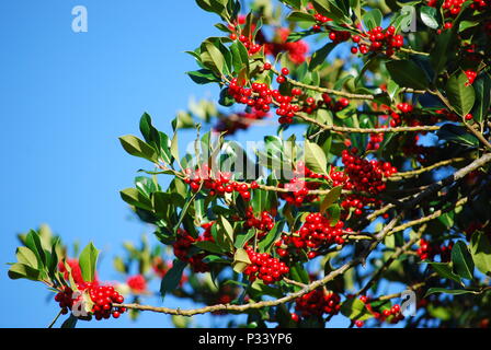 Mountain Ash Berry Baum im Hyde Park, London, England, Vereinigtes Königreich, Europa Stockfoto