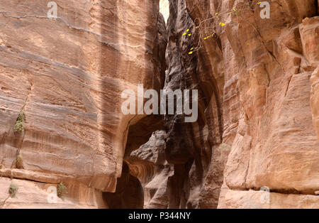 Hohe engen Siq Schlucht Eingang zu Petra, Jordanien, Naher Osten Stockfoto