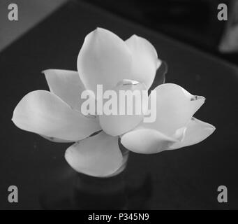 Fotos der schönen weißen Magnolia Blumen im Park im Sommer Stockfoto