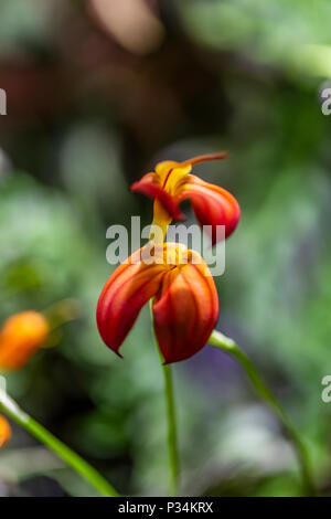 Rot Orange Orchidee Blumen (Masdevallia pratensis) Stockfoto