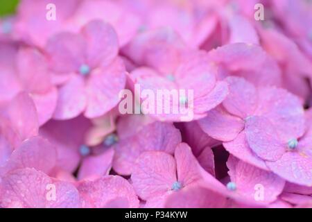 Makro Textur von pink hydrangea Blumen mit Wassertropfen Stockfoto
