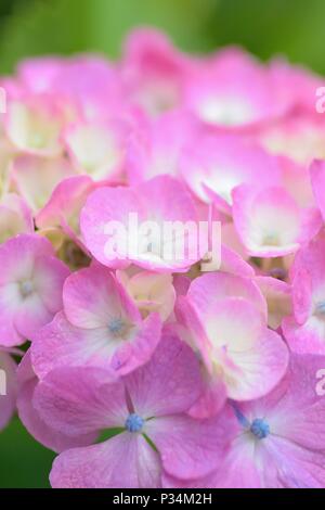 Makro Textur von pink hydrangea Blumen mit Wassertropfen Stockfoto