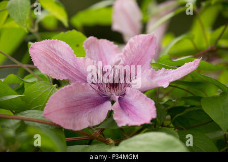 Hybrid Clematis Hagley Hybrid wächst in einem Garten in Lancashire North West England UK GB. Stockfoto