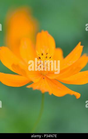 Makro Details der Sommer Schwefel Kosmos Blume Stockfoto