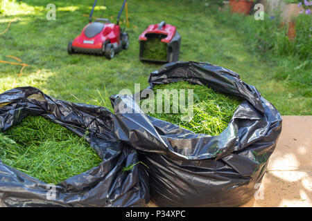 Ein Haushalt Garten Rasen Mähen mit schwarzer Tasche von frisch geschnittenem Gras Abfälle Stockfoto