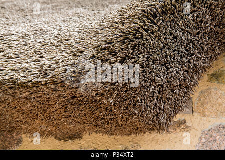 Strohdach Textur. Nahaufnahme von Pailletten. Normandie, Frankreich Europa Stockfoto