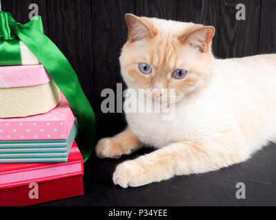 Ginger cat und Weihnachten Geschenke auf schwarzem Hintergrund. Stockfoto