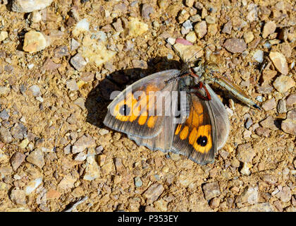 Die Asylids sind die Familie der Räuber, auch als Mörder. Bild von einem Dieb fliegen töten und essen ein Schmetterling. Stockfoto