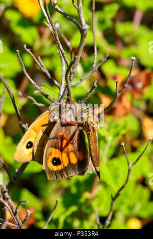 Die Asylids sind die Familie der Räuber, auch als Mörder. Bild von einem Dieb fliegen töten und essen ein Schmetterling. Stockfoto