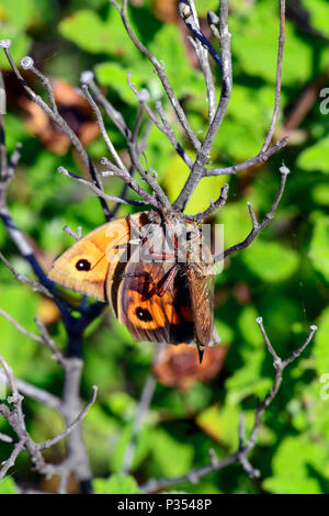 Die Asylids sind die Familie der Räuber, auch als Mörder. Bild von einem Dieb fliegen töten und essen ein Schmetterling. Stockfoto