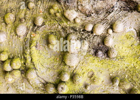 Baumrinde Textur Nahaufnahme mit kleinen burl Deformationen in Wachstum Stockfoto