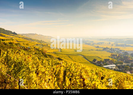 Weinberge im Chateau de Kaysersberg - Elsass in Frankreich - Reiseziel in Europa Stockfoto