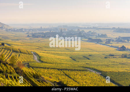 Weinberge im Chateau de Kaysersberg - Elsass in Frankreich - Reiseziel in Europa Stockfoto