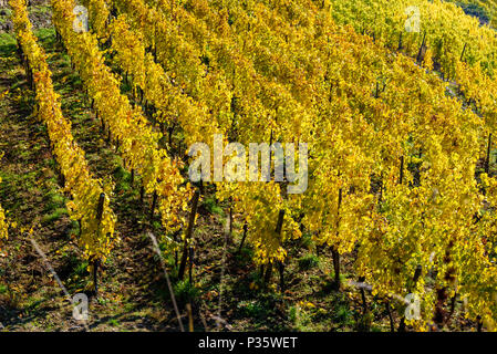 Weinberge im Chateau de Kaysersberg - Elsass in Frankreich - Reiseziel in Europa Stockfoto