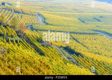 Weinberge im Chateau de Kaysersberg - Elsass in Frankreich - Reiseziel in Europa Stockfoto