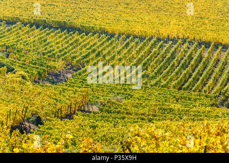 Weinberge im Chateau de Kaysersberg - Elsass in Frankreich - Reiseziel in Europa Stockfoto