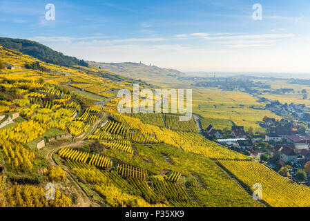Weinberge im Chateau de Kaysersberg - Elsass in Frankreich - Reiseziel in Europa Stockfoto