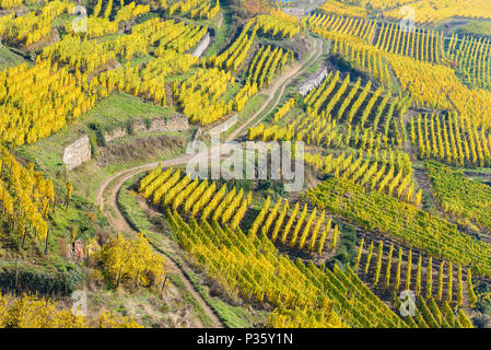 Weinberge im Chateau de Kaysersberg - Elsass in Frankreich - Reiseziel in Europa Stockfoto