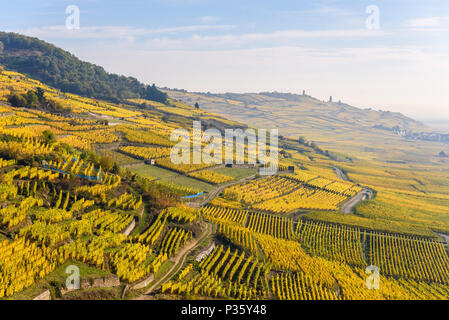 Weinberge im Chateau de Kaysersberg - Elsass in Frankreich - Reiseziel in Europa Stockfoto