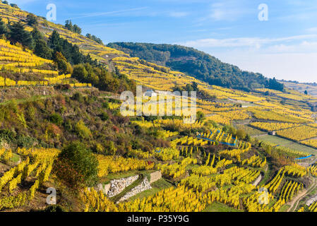 Weinberge im Chateau de Kaysersberg - Elsass in Frankreich - Reiseziel in Europa Stockfoto