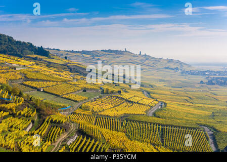 Weinberge im Chateau de Kaysersberg - Elsass in Frankreich - Reiseziel in Europa Stockfoto