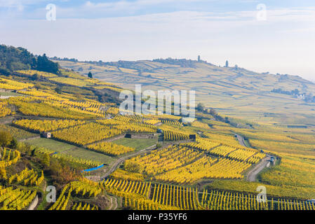 Weinberge im Chateau de Kaysersberg - Elsass in Frankreich - Reiseziel in Europa Stockfoto