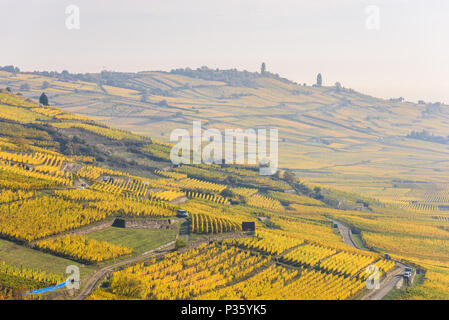 Weinberge im Chateau de Kaysersberg - Elsass in Frankreich - Reiseziel in Europa Stockfoto