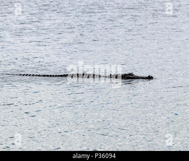 Große Florida Krokodil schwimmen in einem See Stockfoto