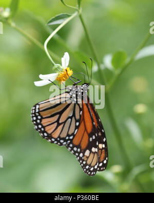 Nahaufnahme von einem schönen Monarch butterfly im Profil wie es hängt von einem weißen Wildflower Stockfoto