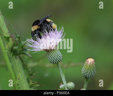 Südlichen ebenen Hummel (Bombus fraternus) auf lila Gänsedistel Blumen Stockfoto